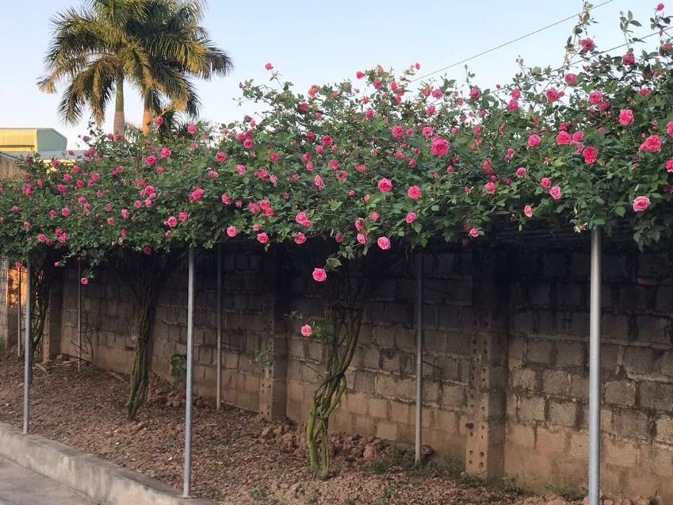 Một gợi ý hay để tạo một giàn hồng cổ sapa đẹp cạnh tường rào.