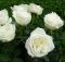cách trồng và chăm sóc hoa hồng bạch nam định