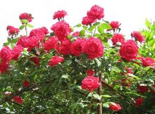 cách trồng và chăm sóc cây hoa hồng cổ hải phòng
