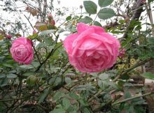 đặc điểm hoa hồng cổ sapa