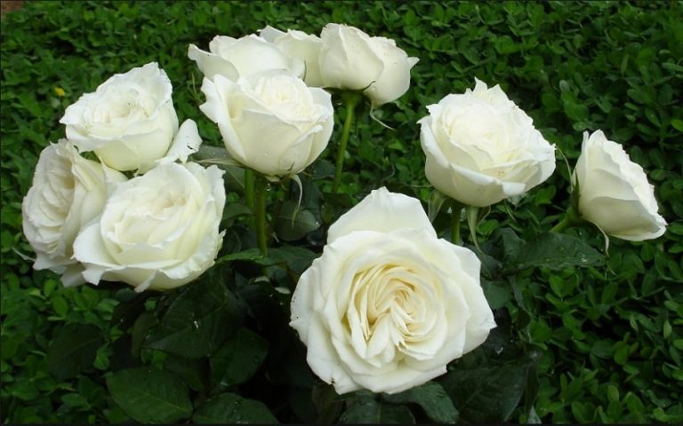 Hoa hồng cổ Nam Định – hoa đẹp cho người yêu hoa