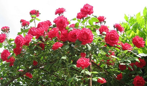Hoa hồng cổ Hải Phòng – hoa leo cho màu đỏ nhung rực rỡ