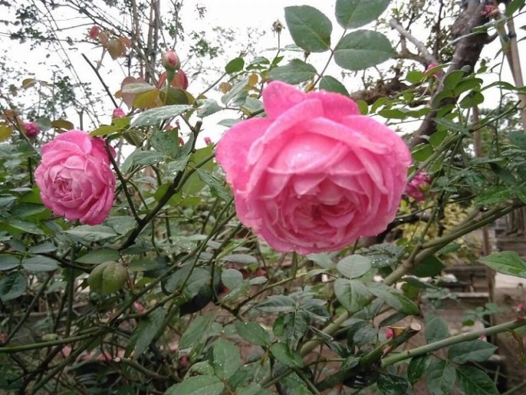 Hoa hồng cổ Sapa – vẻ đẹp khó cưỡng từ xứ Tây Bắc