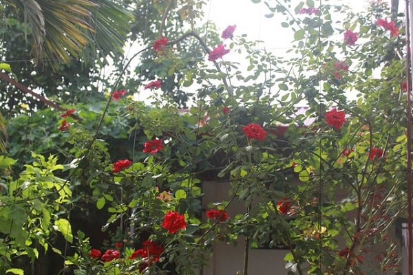 Hoa hồng cổ Sơn La – hoa đẹp quý hiếm của Việt Nam
