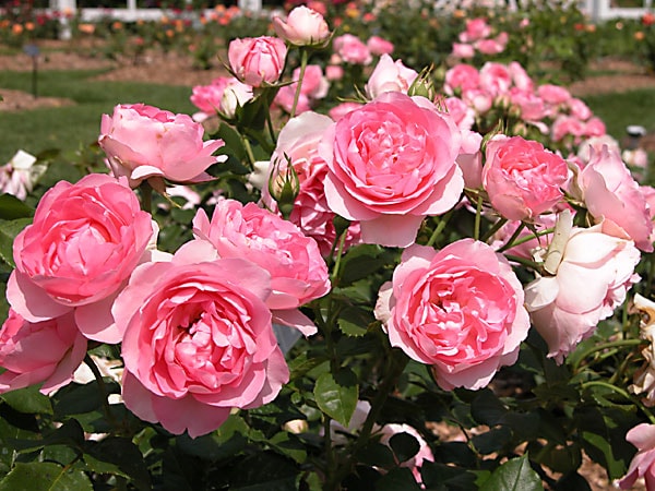 Hoa hồng Đà Lạt – nét quyến rũ từ thành phố ngàn hoa