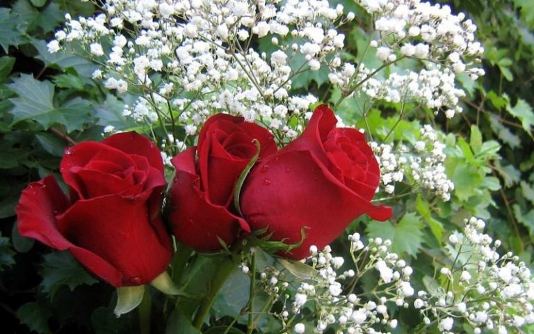 Hoa hồng nhung – hoa đẹp cho người yêu hoa