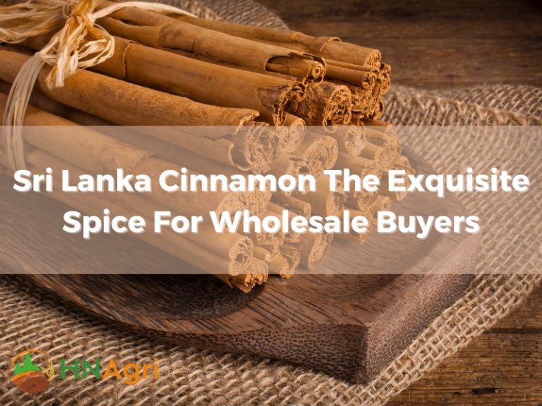 Sri Lanka Cinnamon The Exquisite Spice For Wholesale Buyers