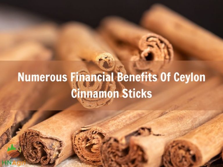 Numerous Financial Benefits Of Ceylon Cinnamon Sticks